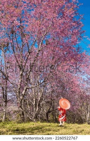 female tourist wearing a kimono holding an umbrella walking in a park with cherry blossom trees blooming pink during the cherry blossom season.
