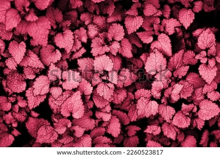 Closeup macro floral texture, abstract natural background, colored viva magenta trendy color of 2023, beautiful spring card