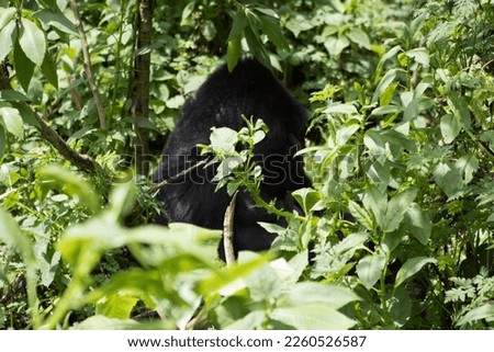Safari Wildlife Gorillas Forest Africa