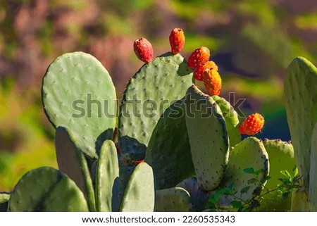 Preaky pearl flowering cactus on the green-orange blurred background. Picture taken on the tourist path near Barranco de Guayadeque on Gran Canaria