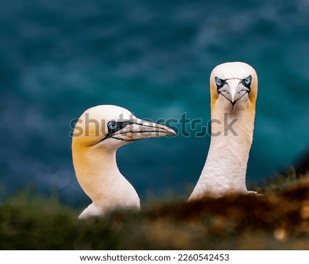Gannets on a cliff in Scotland nesting Royalty-Free Stock Photo #2260542453