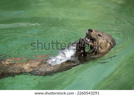 A giant river otter catches a fish and eats it.