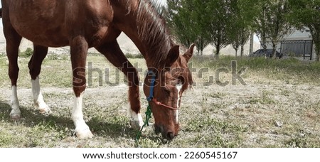 Horses feeding in a land