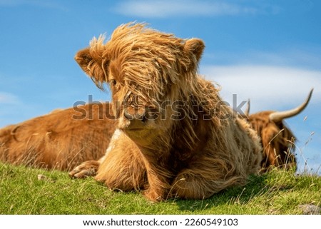 Highland cows in the sunshine in the scottish highlands