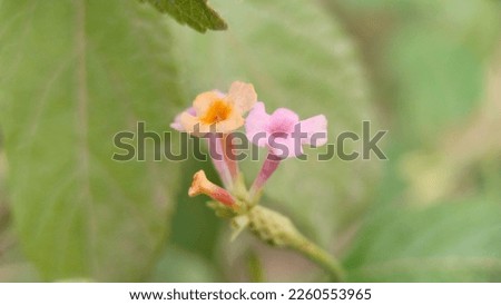 Cool of lantana pink flower in the side home