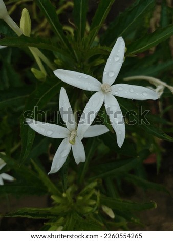 The creative layout consisting of white flowers and green leaves is quite attractive. nature concept