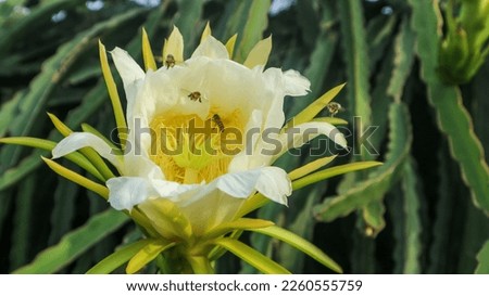 a group of bees that are flying around looking for honey in the flowers on dragon fruit plants. 