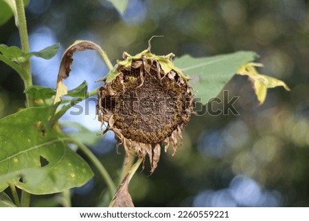 Withered sunflowers on a sunny day on a natural background. Selective focus. High quality photos.