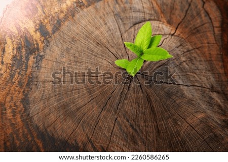 New development and renewal as a business concept of emerging leadership success as an old cut down tree and a strong seedling growing in the center trunk as a concept of support building a future.
 Royalty-Free Stock Photo #2260586265