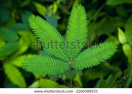 A sensitive compound leaf of Mimosa pudica - sensitive plant, sleepy plant, action plant, touch-me-not, shame plant