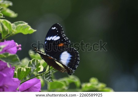 Close up photo of a butterfly perched on a bougenville flower that is out of focus with a blurred background