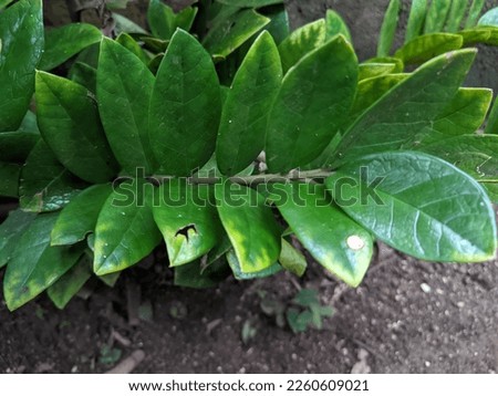 green and fresh zamia plants