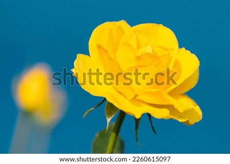 Dew drops on yellow rose petals, romantic, nature stock image. Rose, woody perennial flowering plant, genus Rosa , family Rosaceae. For use in greetings cards, advertisements and other commercial use,