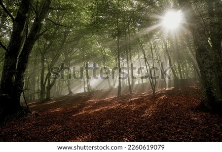 Sunbeams and shadows in autumn forest. Forest sunbeams. Autumn forest sunbeams. Sunbeams in forest Royalty-Free Stock Photo #2260619079