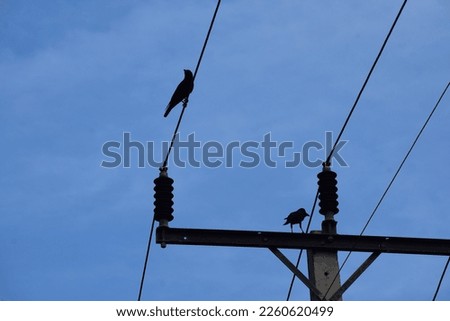 Hunting crow on the wire 