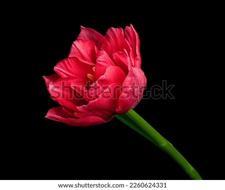 Beautiful red tulip with green stem and leaf isolated on black background. Studio close-up photography.