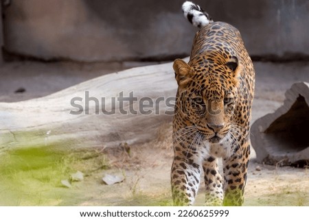 Leopard sitting inside their enclosure at the National Zoological Park Royalty-Free Stock Photo #2260625999