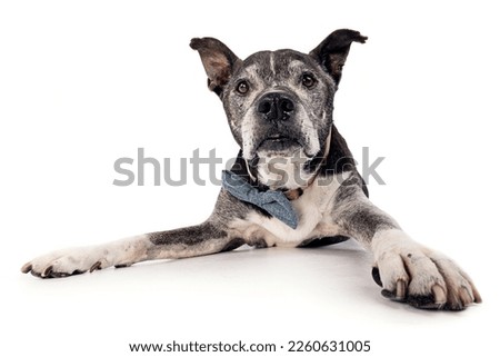 An old pit bull lying on a white background with a bow tie on his neck