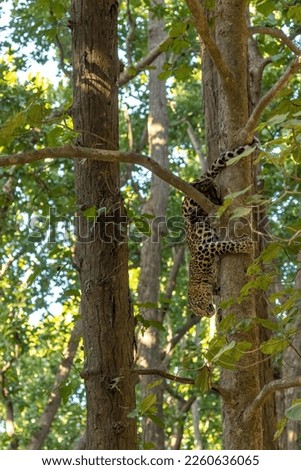 Leopard on the tree - Jim Corbett National Park