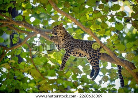 Leopard on the tree - Jim Corbett National Park