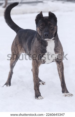staffordshire terrier full body photo on leash with human legs on white snow background