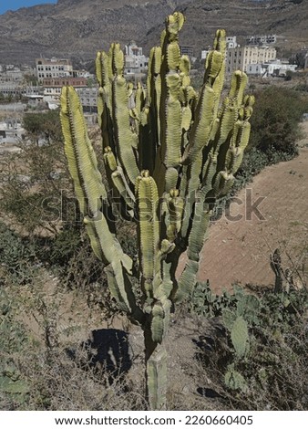 a photo picture of an apple cactus