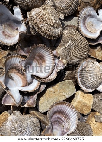 colorful seashells on the seashore