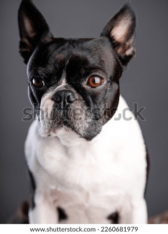 Close Up Boston Terrier Dog Portrait