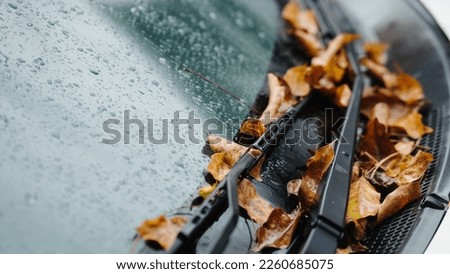 fallen leaves tucked between the car glass