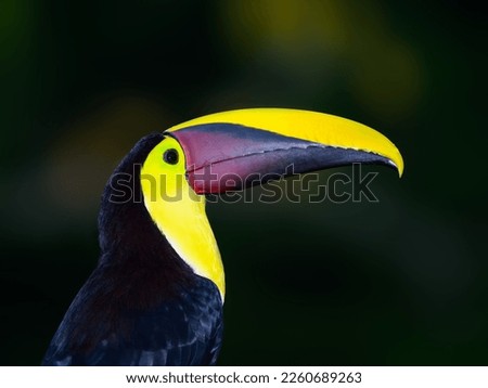 Yellow-throated Toucan closeup portrait against dark green background