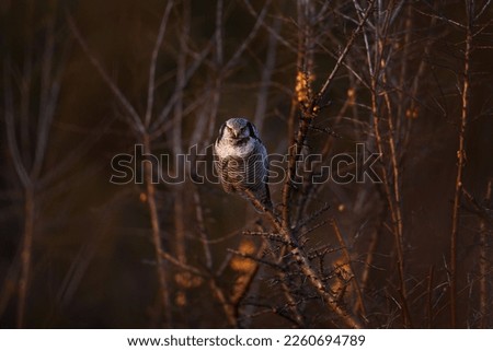Hawk owl, Surnia ulula, hidden in pine tree. Hawk owl pink violet twilight night. Winter wildlife in Sweden. Blizzard with cute owl with yellow eyes. Hawk owl on the old tree trunk. 