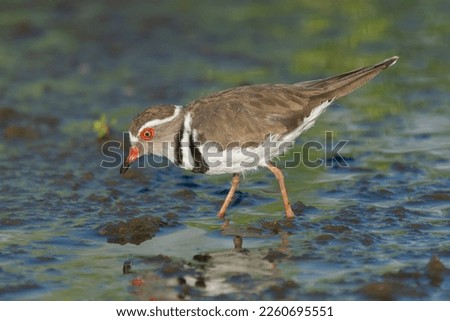 Three-banded plover, or three-banded sandplover - Charadrius tricollaris wading in water. Photo from Kruger National Park in South Africa.