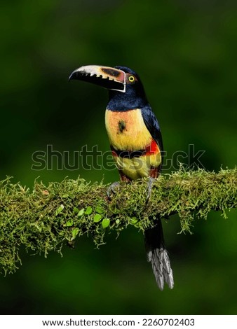 Collared Aracari portrait on mossy stick and rainy day against dark green background