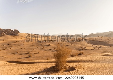 sand dunes, harsh conditions, sparse vegetation, heat, unique wildlife, solitude, adventure, otherworldly landscapes. Royalty-Free Stock Photo #2260705145