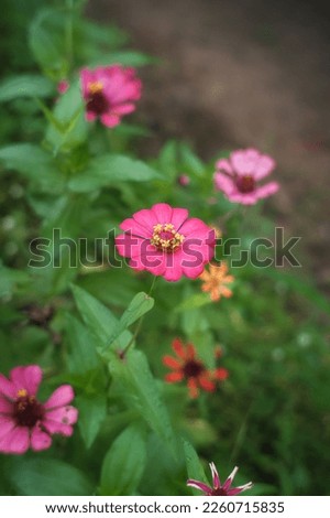 pink paper flower plant on a cloudy morning