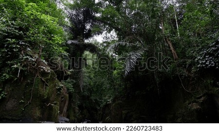 Panorama of natural forest with large trees during the day and looks a little dark because little sunlight enters.