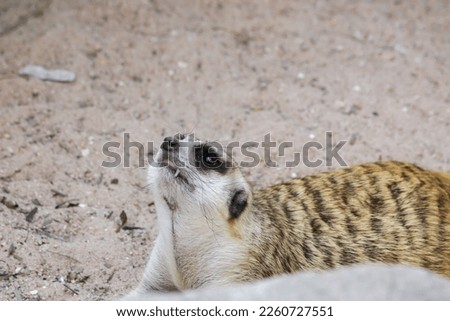 Suricate or meerkat (Suricata suricatta) 