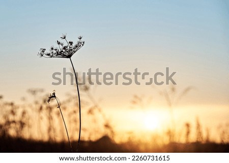 A stalk of a single dry blade of grass, close-up, in the evening sunset. Royalty-Free Stock Photo #2260731615