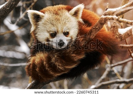 A image of Red Panda