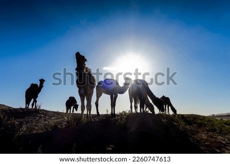 horse in the desert, beautiful photo digital picture