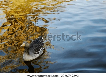 Water goose begging for some food. Nature panoramic photography. Nature background photography.
