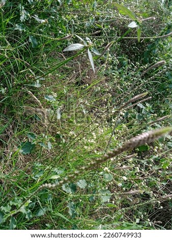 junglee plants
 or wild plant Royalty-Free Stock Photo #2260749933