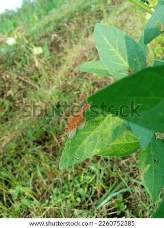 red dragon fly perched on soybean leaves 
