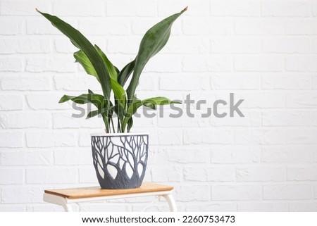 Aspidistra with tough leaves on a stand in interior on whtite brick wall. Potted house plants, green home decor, care and cultivation Royalty-Free Stock Photo #2260753473