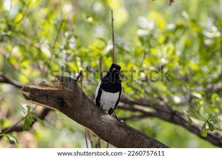 The cute Oriental magpie robin