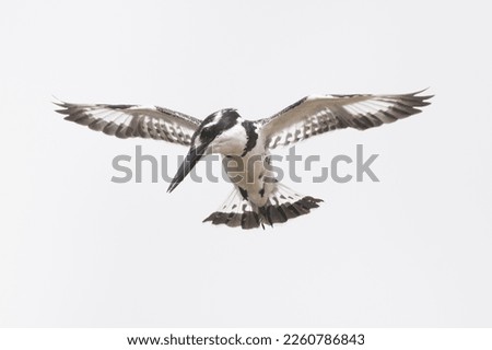 Pied kingfisher - Ceryle rudis isolated. Photo from Kruger National Park in South Africa. Royalty-Free Stock Photo #2260786843