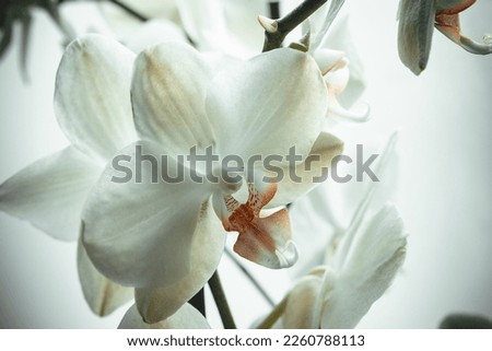 Orchid flowers on white background. Bloom phalaenopsis orchids for publication, design, poster, calendar, post, screensaver, wallpaper, postcard, banner, cover, website. High quality photography