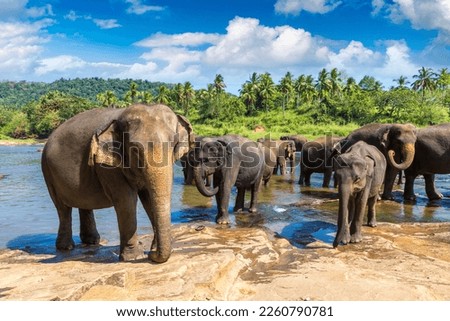 Herd of elephants at the Elephant Orphanage in Sri Lanka Royalty-Free Stock Photo #2260790781