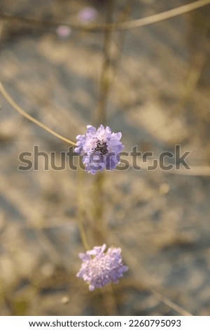 lilac inflorescence of Cephalaria transsylvanica plant