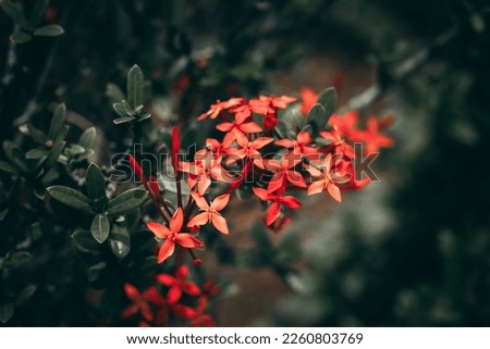 Red petals blooming on a green background scenery.